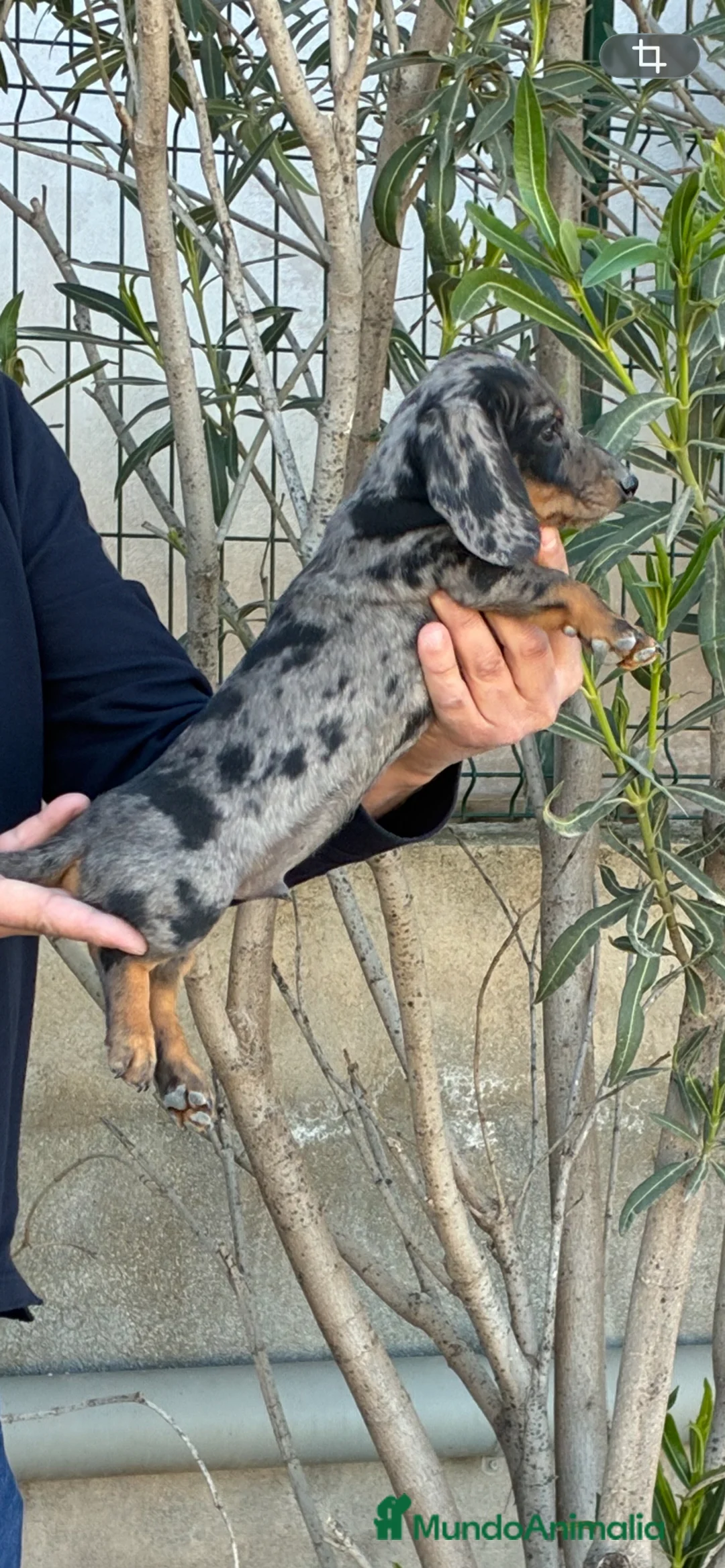 Teckel Miniatura perros en venta: Cachorros de Teckel miniatura  - Anuncio 2