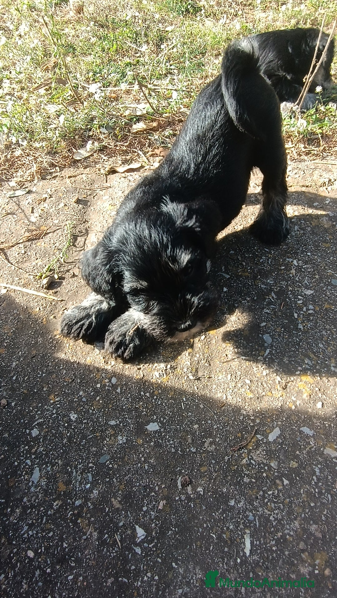 Schnauzer Miniatura perros en venta: Cachorro Schnauzer miniatura  - Anuncio 5