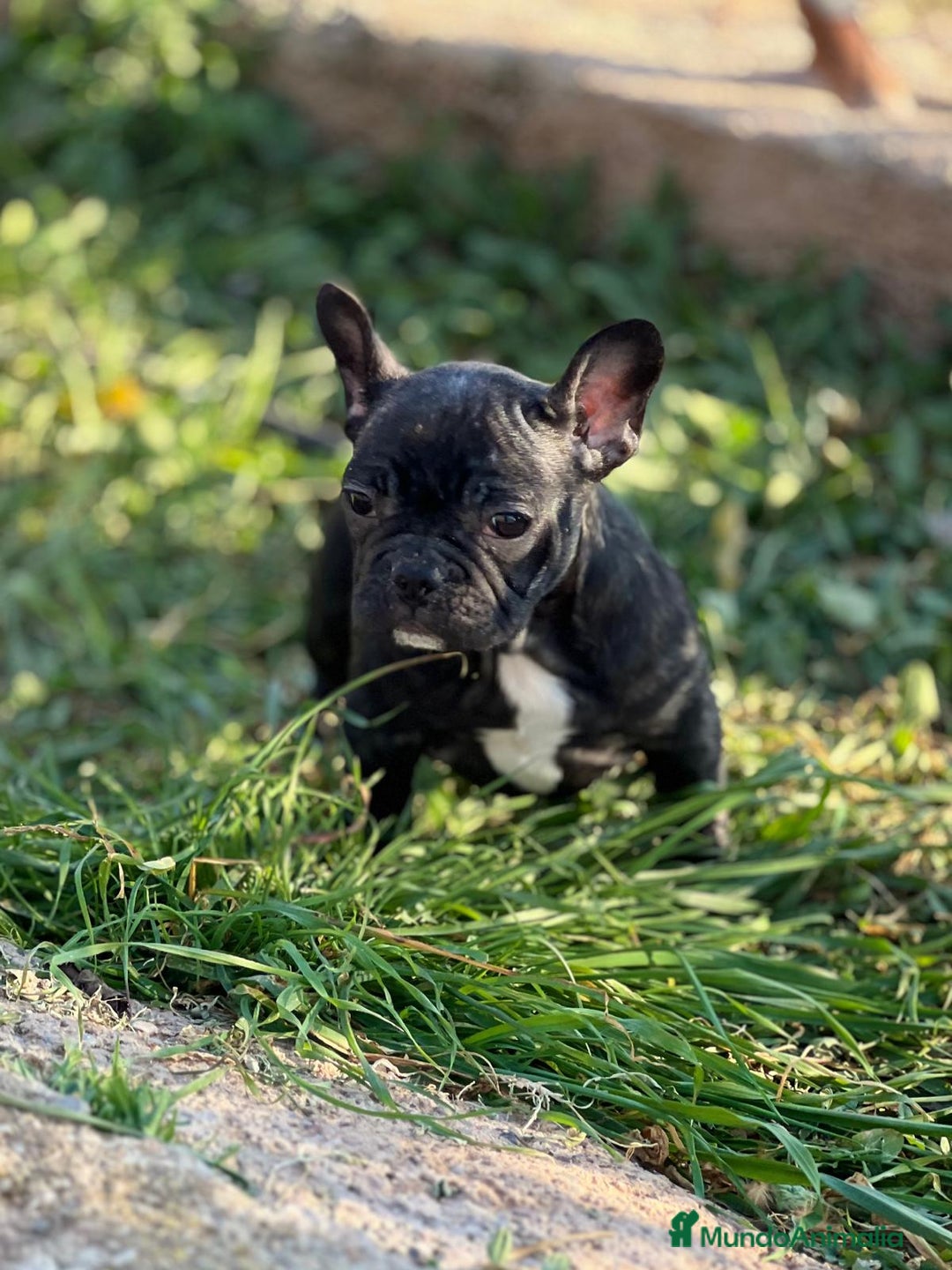 Bulldog Francés perros en venta: BULLDOG FRANCÉS HEMBRA DISPONIBLE en Barcelona - Imagen 3