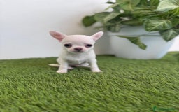 Chihuahua perros en venta: CHIHUAHUA  - Imagen 13