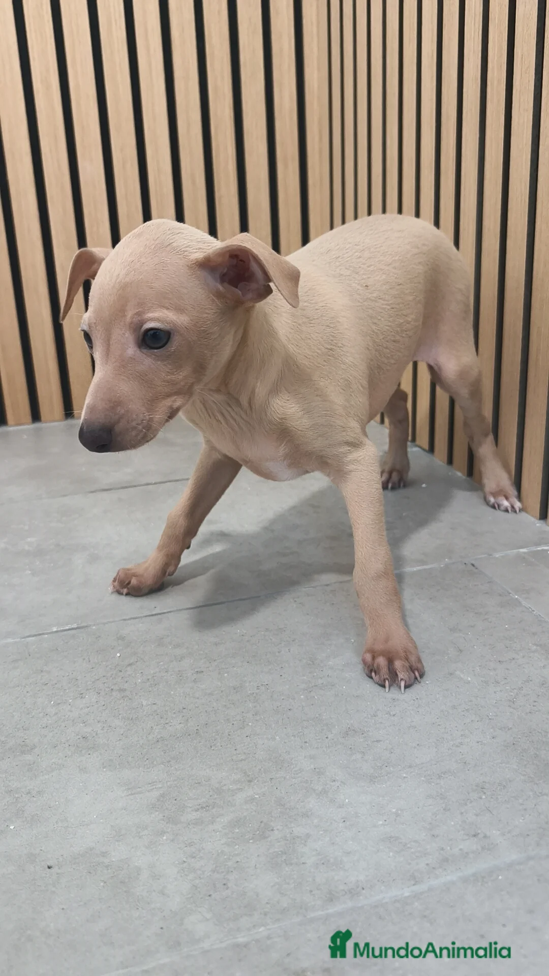 Pequeño Lebrel Italiano perros en venta: Piccolo Galgo Italiano Lebrel - Anuncio 16