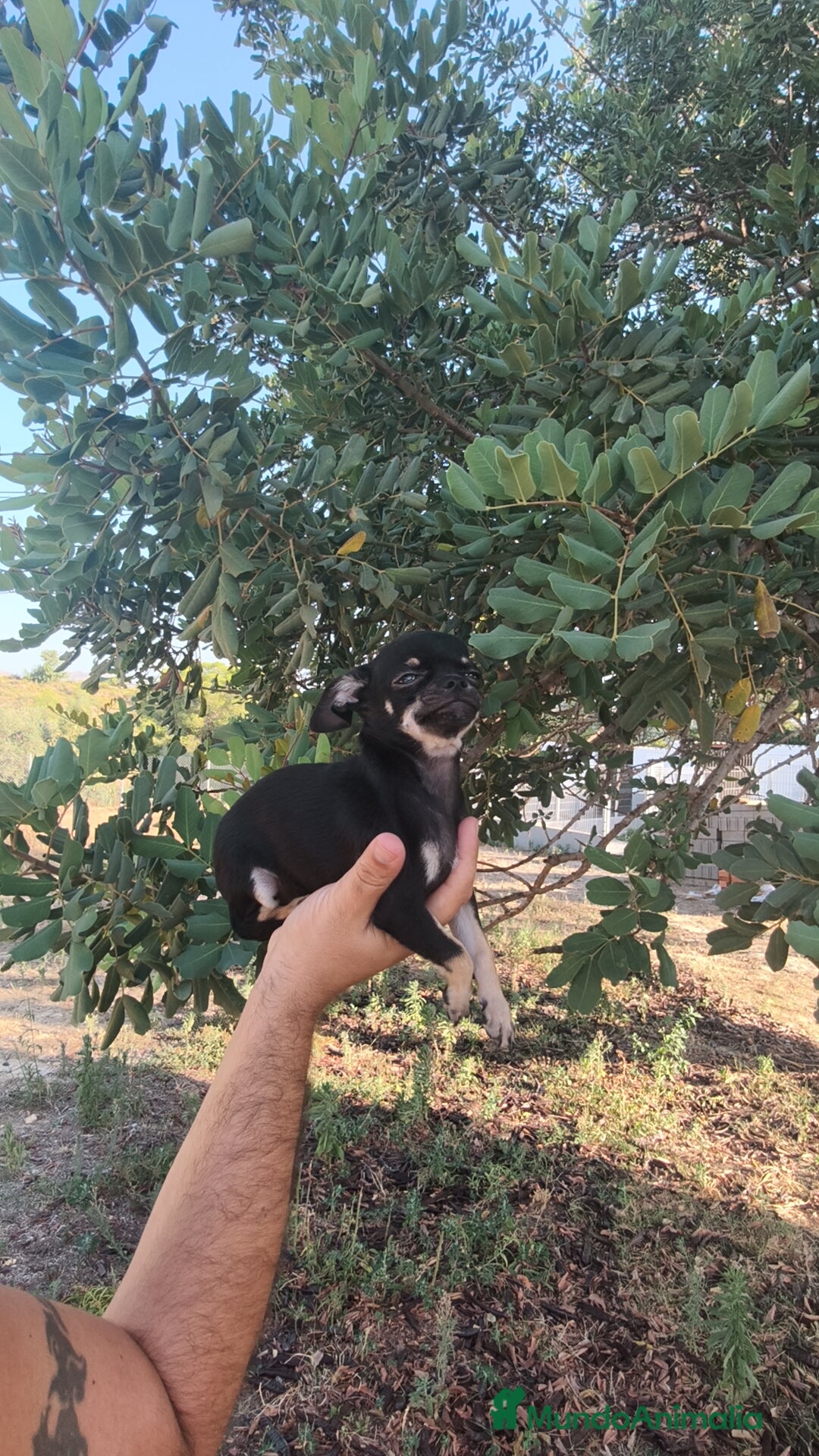 Chihuahua perros en venta: Chihuahua Macho  - Imagen 2