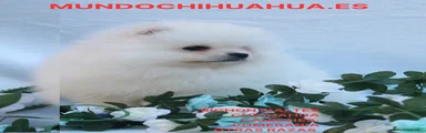 Pomerania Cachorro 9