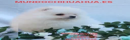 Pomerania perros en venta: PRECIOSO CACHORITO DE POMERANIA  - Anuncio 16