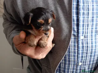 Yorkshire Terrier perros yorkshire - Anuncio 2