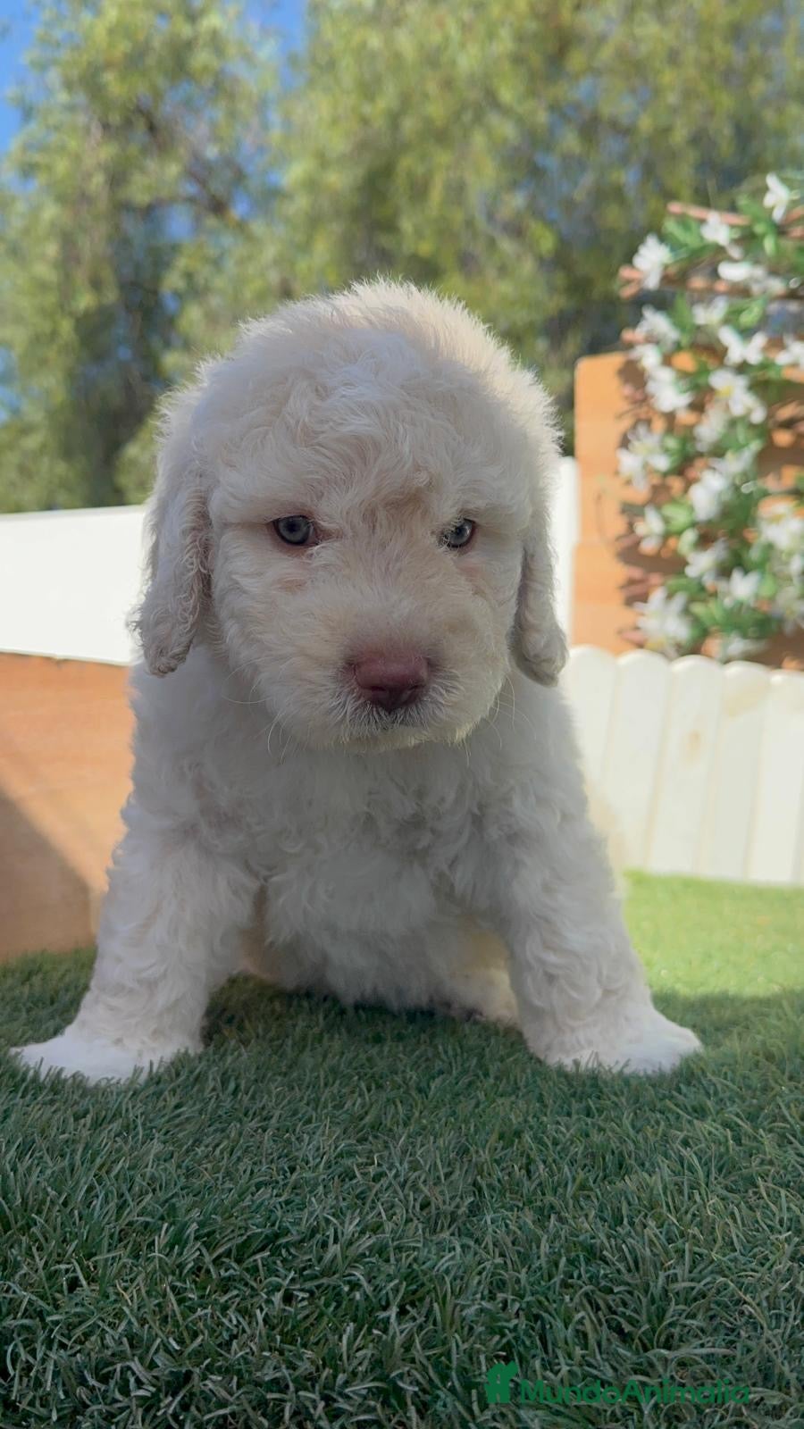 Perro de Agua Español perros en venta: PERRO DE AGUA RABON - Anuncio 9