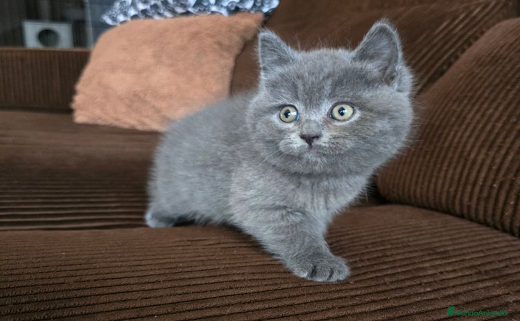 Británico de Pelo Corto Azul gatos - Anuncio 2