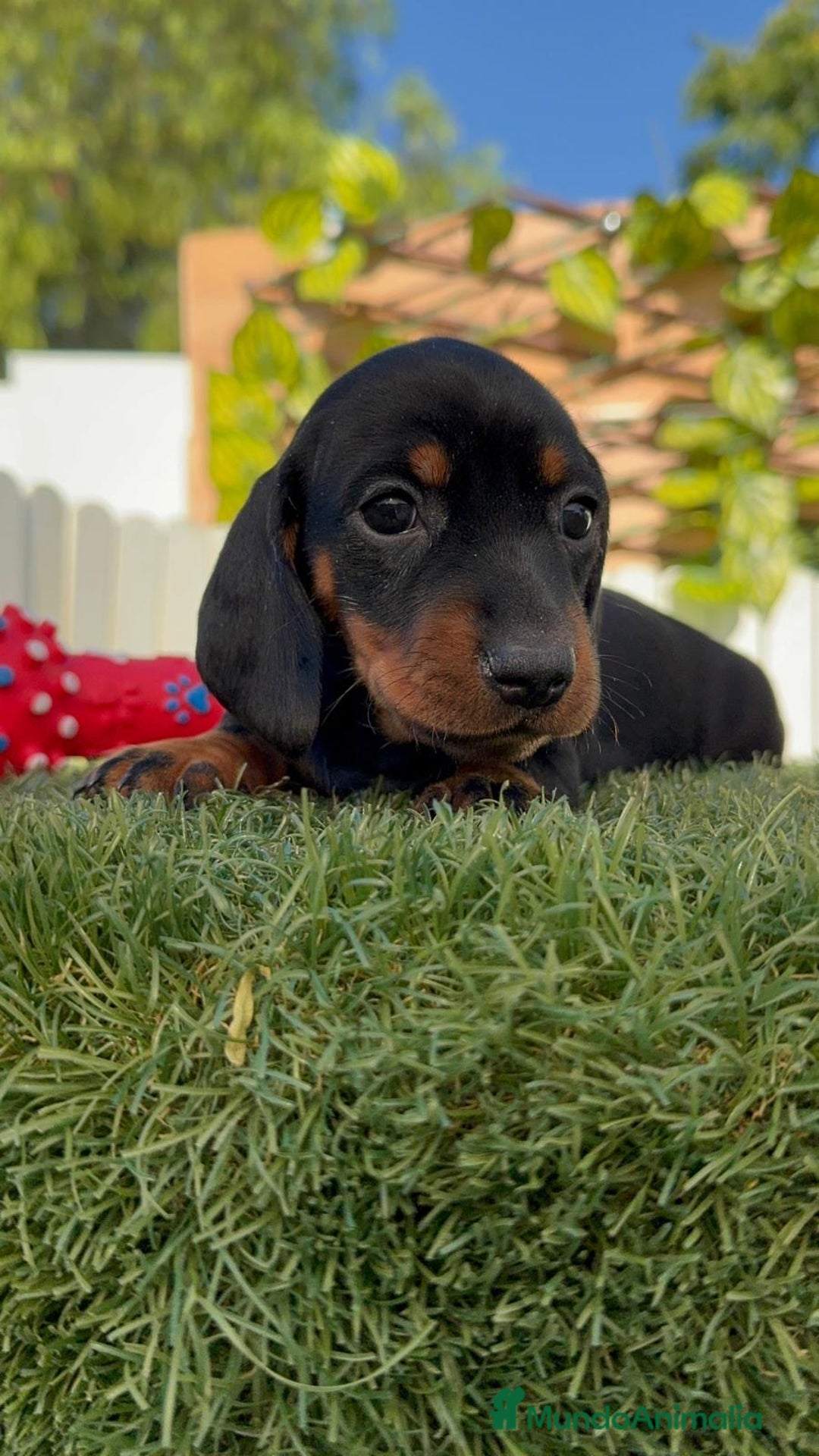 Teckel Miniatura perros en venta: TECKEL MINIATURA  - Imagen 11