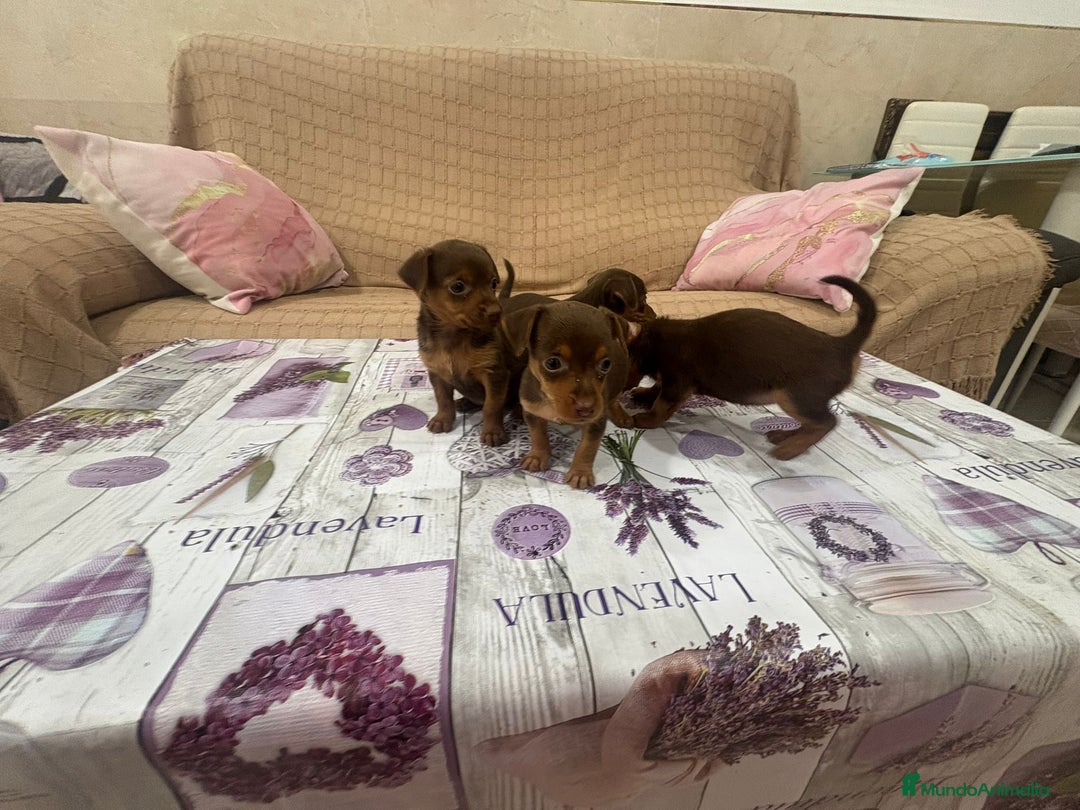 Pinscher Miniatura perros en venta: Pinscher miniatura chocolate  - Imagen 2