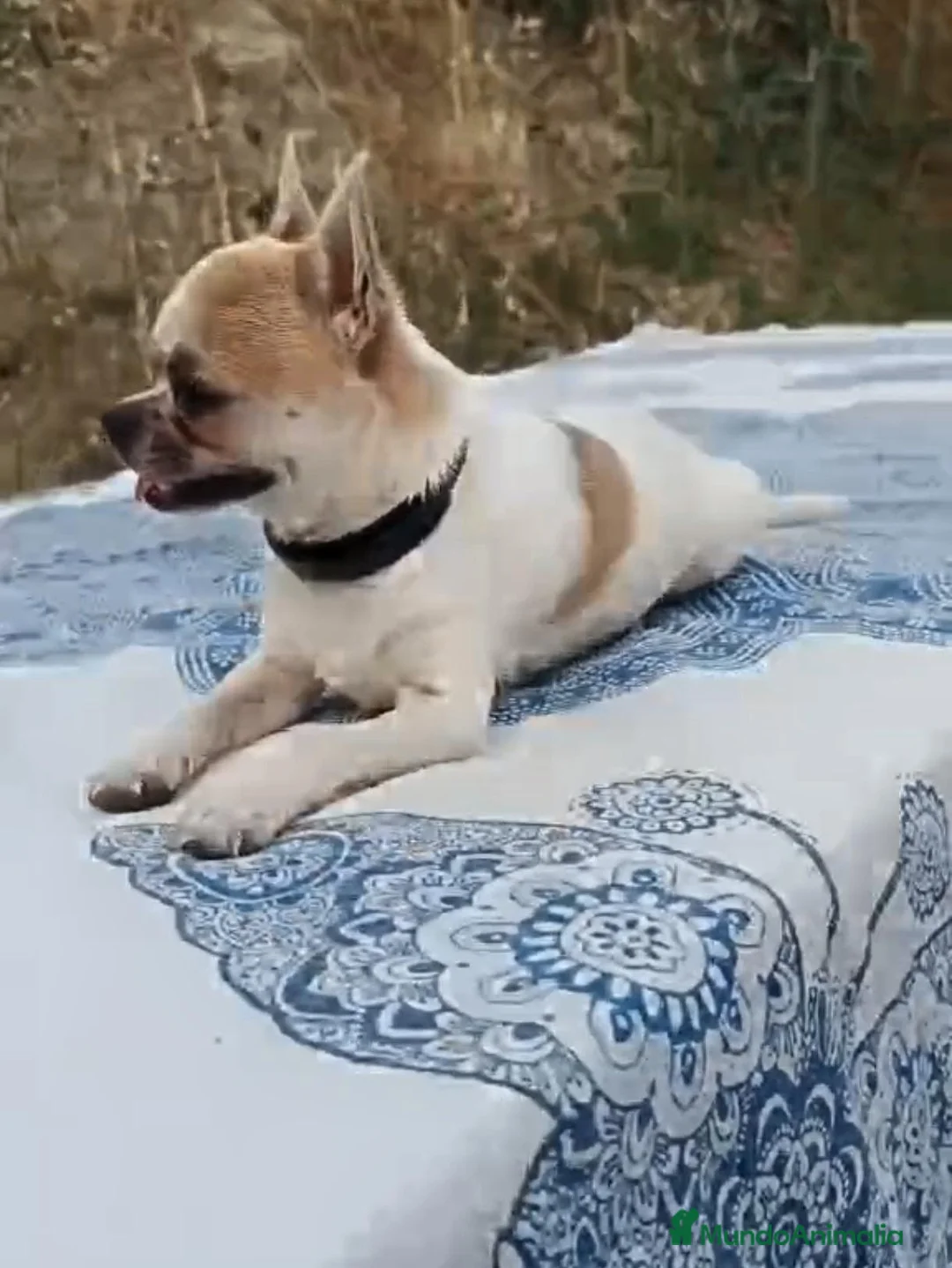 Chihuahua perros en venta: Chihuahua toy cabeza manzana - Anuncio 2