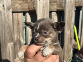 Chihuahua perros ‼️‼️Chihuahuas muy cariñosos tamaño mini - Anuncio 2