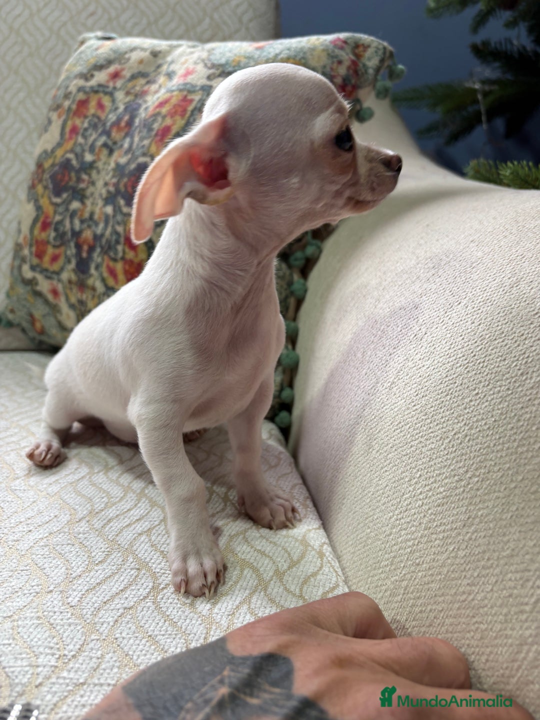 Chihuahua perros en venta: Chihuahua Toy macho blanco  - Anuncio 12