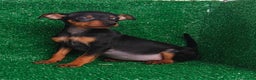 Pinscher Miniatura perros en venta: Pincher miniatura  - Anuncio 3