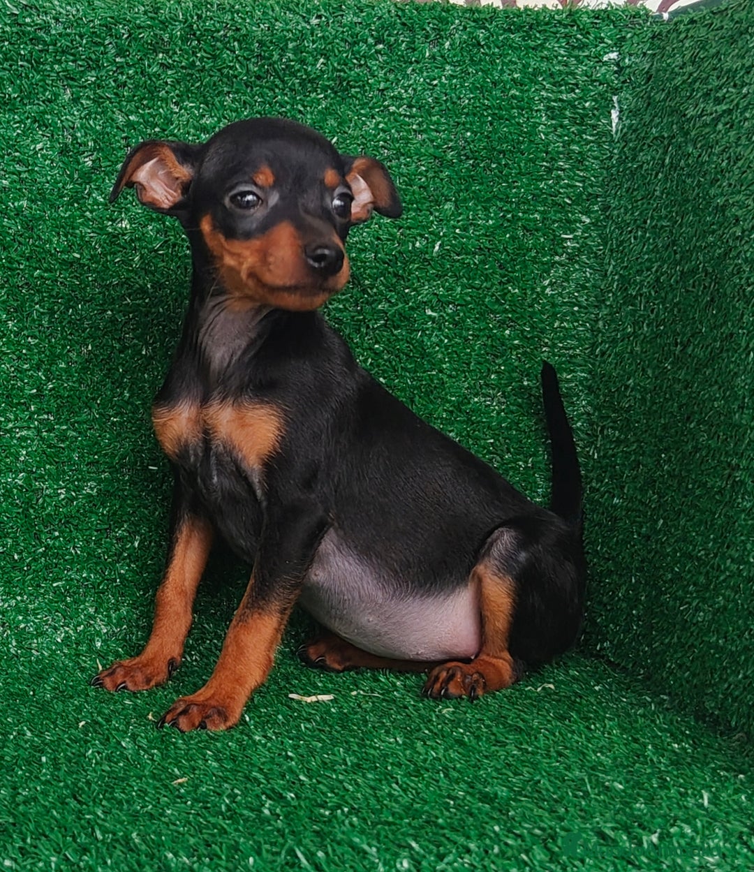 Pinscher Miniatura perros en venta: Pincher miniatura  - Anuncio 3