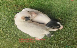 Perro Crestado Chino perros en venta: Crestados Chinos con Pelo - Imagen 1