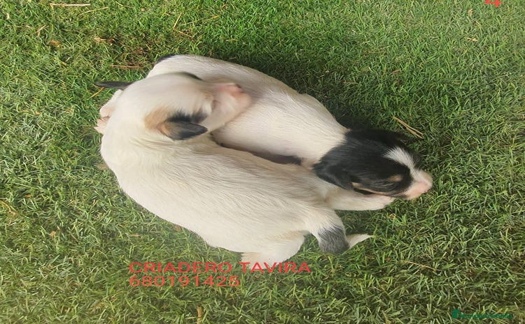 Perro Crestado Chino perros - Anuncio 1
