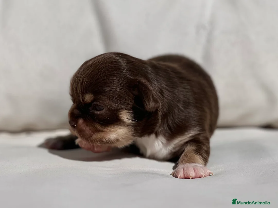 Chihuahua perros en venta: CHIHUAHUA TRICOLOR CHOCOLATE PELO LARGO - Anuncio 1