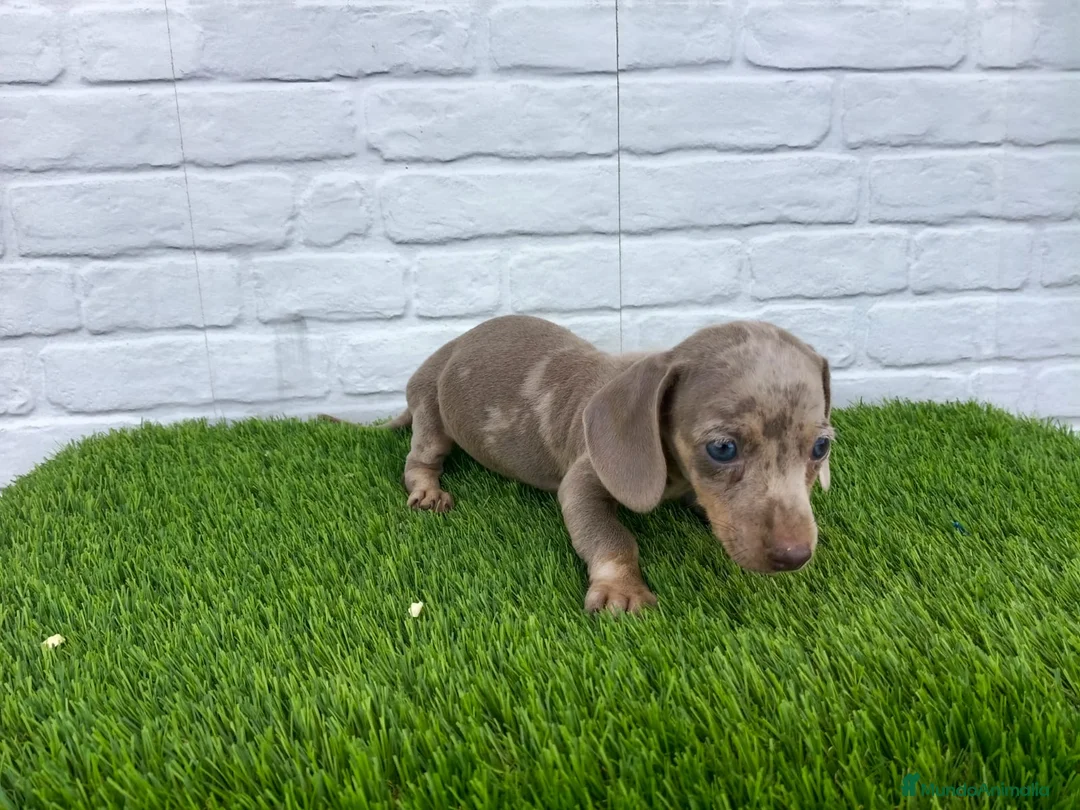 Teckel perros en venta: Precioso macho isabella arlequín disponible  en Sevilla - Anuncio 2