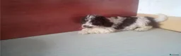 Perro de Agua Español perros en venta: Cachorros Perro de Agua Español - Anuncio 3