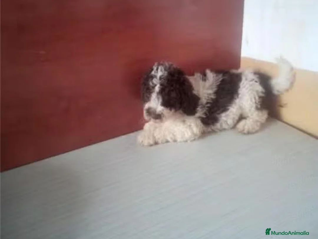 Perro de Agua Español perros en venta: Cachorros Perro de Agua Español - Anuncio 3