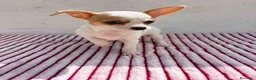 Chihuahua perros en venta: Hembra Chihuahua toy  - Anuncio 2
