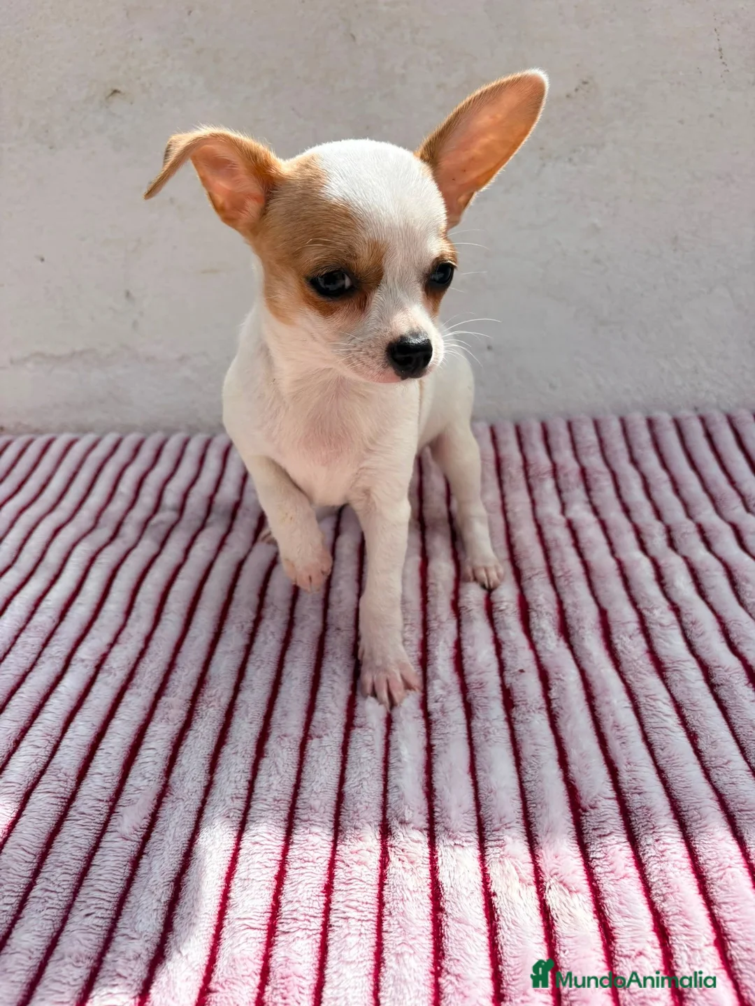 Chihuahua perros en venta: Hembra Chihuahua toy  - Anuncio 2