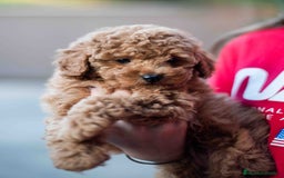 Caniche Toy perros en venta: Caniche toy - Imagen 5