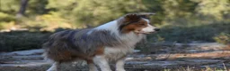 Border Collie perros en venta: Cachorros de Border Collie disponibles - Anuncio 5