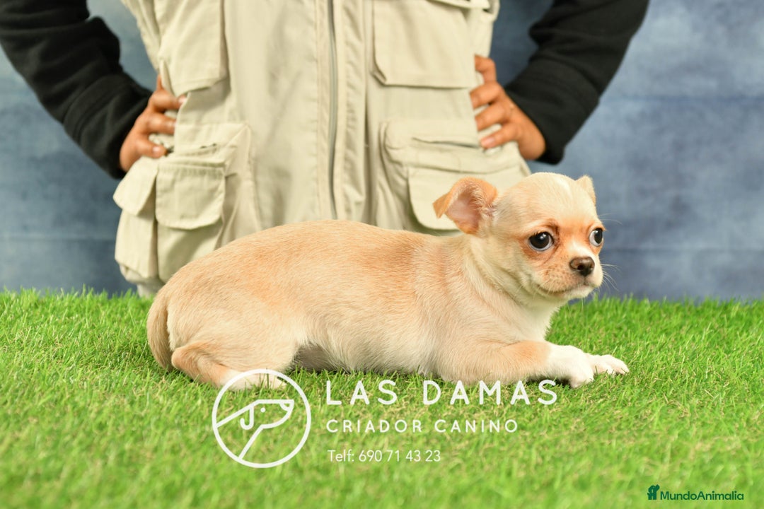 Chihuahua perros en venta: 🐾 Chihuahua autenticos con padres a la vista 🐾  en Rubena - Imagen 3