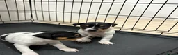 Gos Rater Valencià perros en venta: Cachorros ratonero valenciano gran calidad  - Anuncio 12