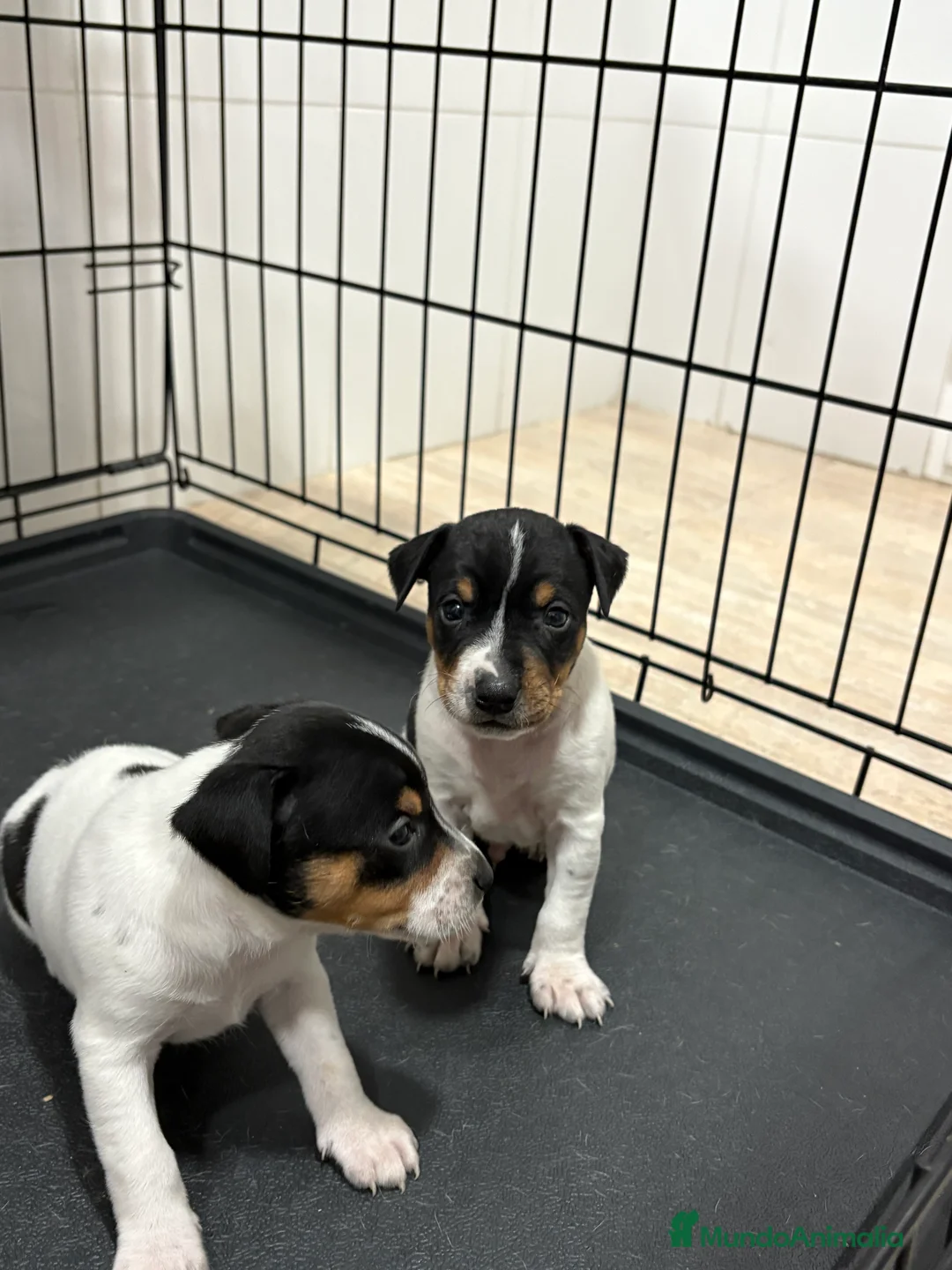 Gos Rater Valencià perros en venta: Cachorros ratonero valenciano gran calidad  - Anuncio 12