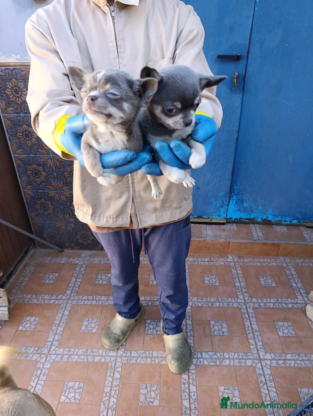Chihuahua perros en venta: ‼️‼️Chihuahuas muy cariñosos tamaño mini  - Anuncio 2