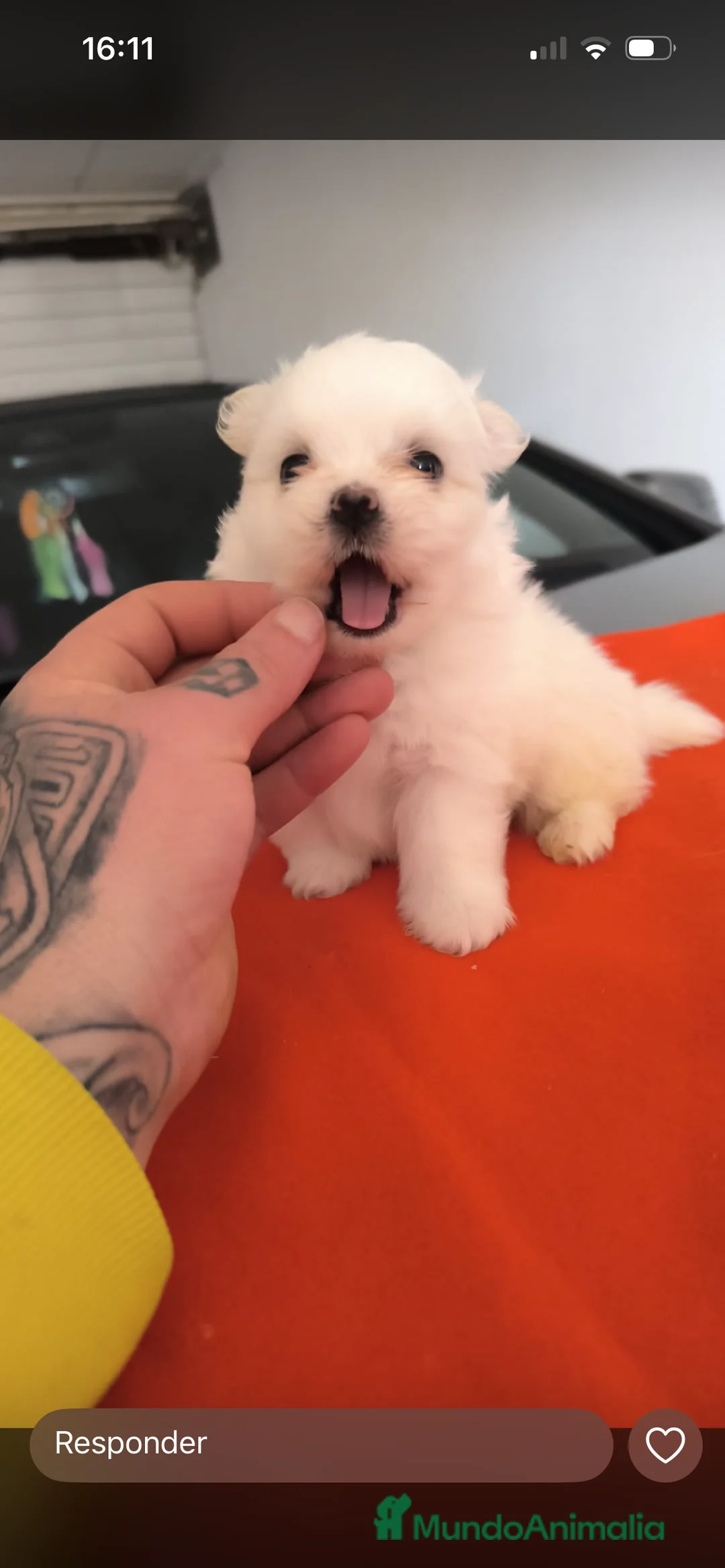 Maltipom perros en venta: PRECIOSA PAREJA DE MALTIPOM - Anuncio 3
