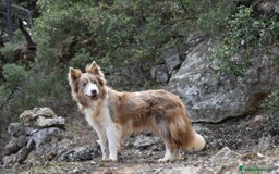 Border Collie perros en venta: cachorro rojo mirlo de Border Collie - Imagen 13