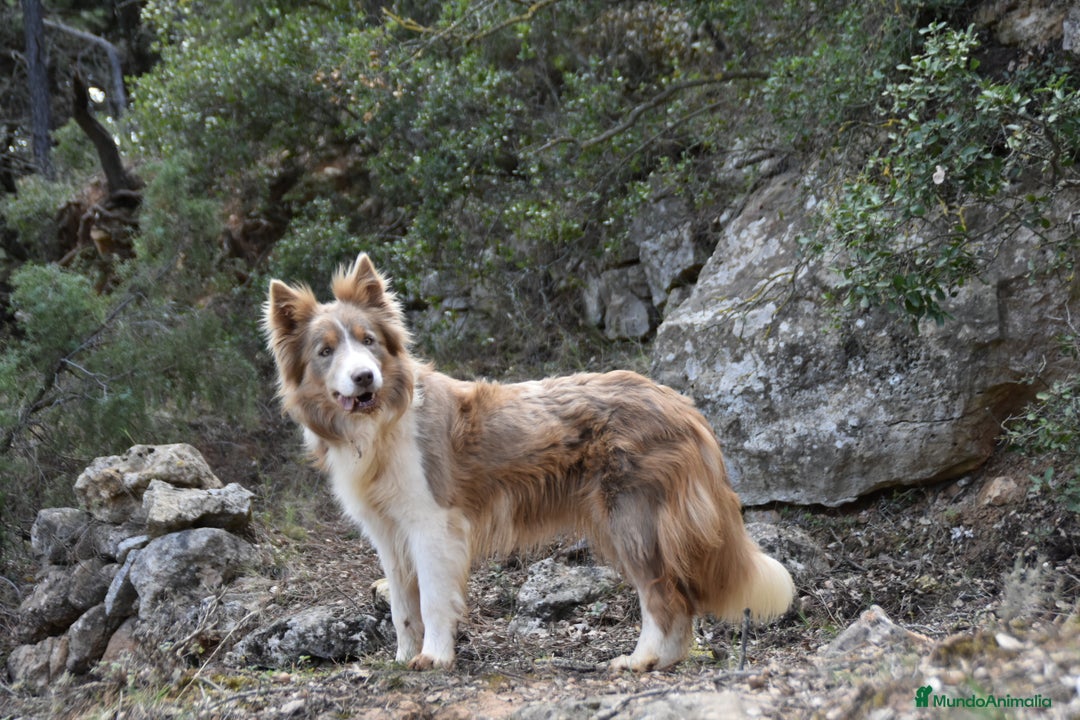 Border Collie perros en venta: cachorro rojo mirlo de Border Collie - Imagen 13