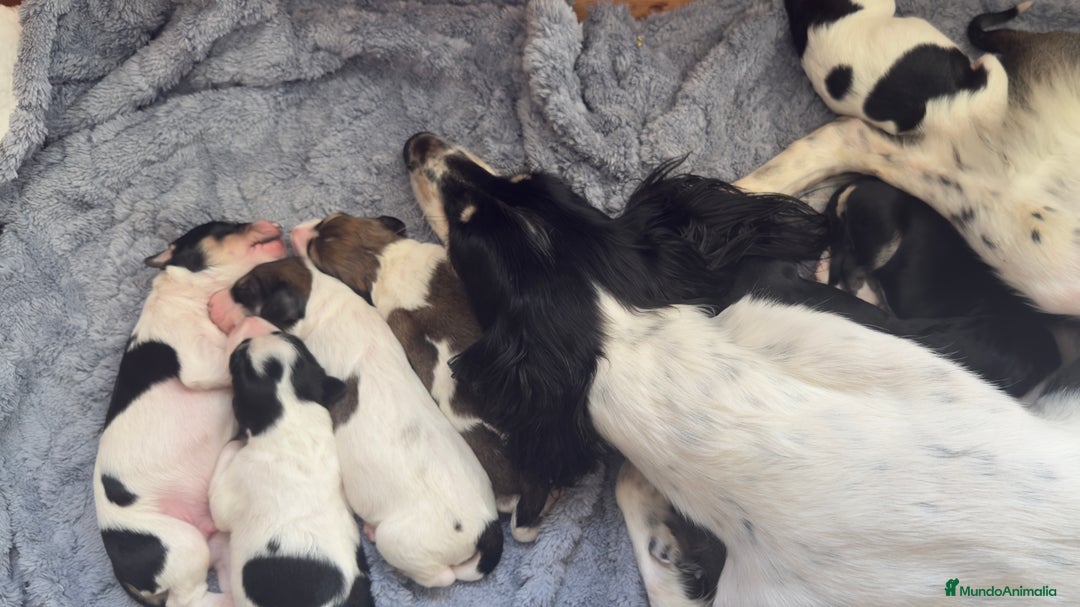 Saluki perros en venta: Camada de Salukis  - Imagen 1
