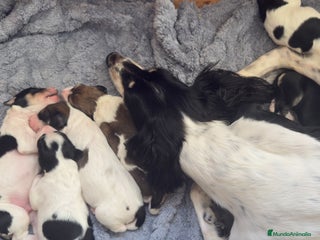 Saluki perros - Anuncio 1