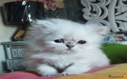 Persa gatos en venta: Hembra persa color point  - Imagen 2