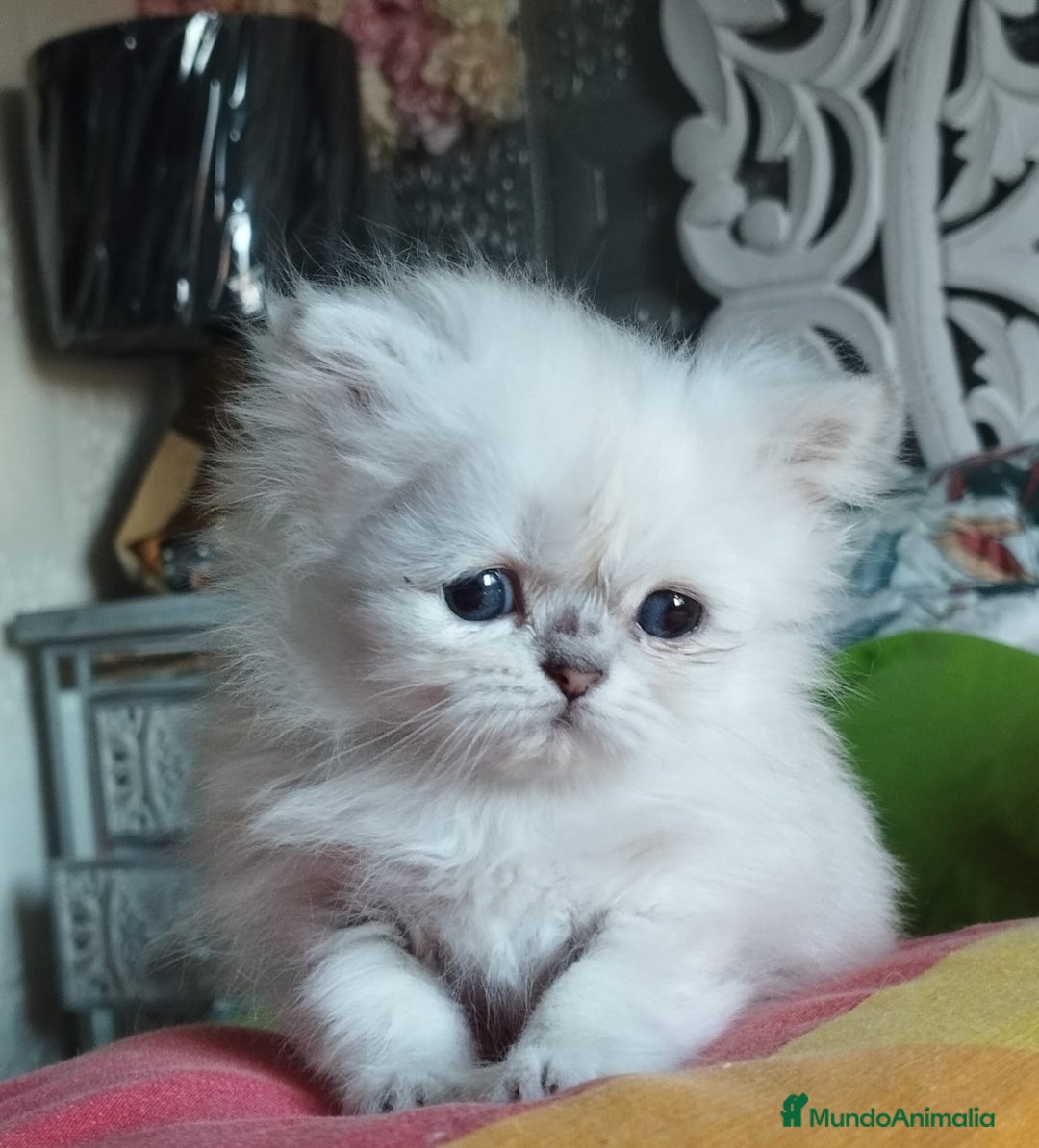 Persa gatos en venta: Hembra persa color point  - Imagen 2