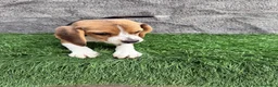 Beagle perros en venta: Precioso macho de Beagle  - Anuncio 10