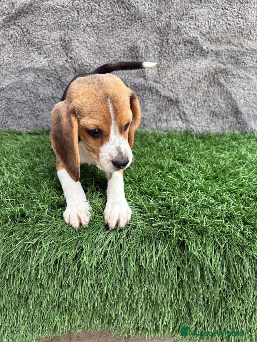 Beagle perros en venta: Precioso macho de Beagle  - Anuncio 10