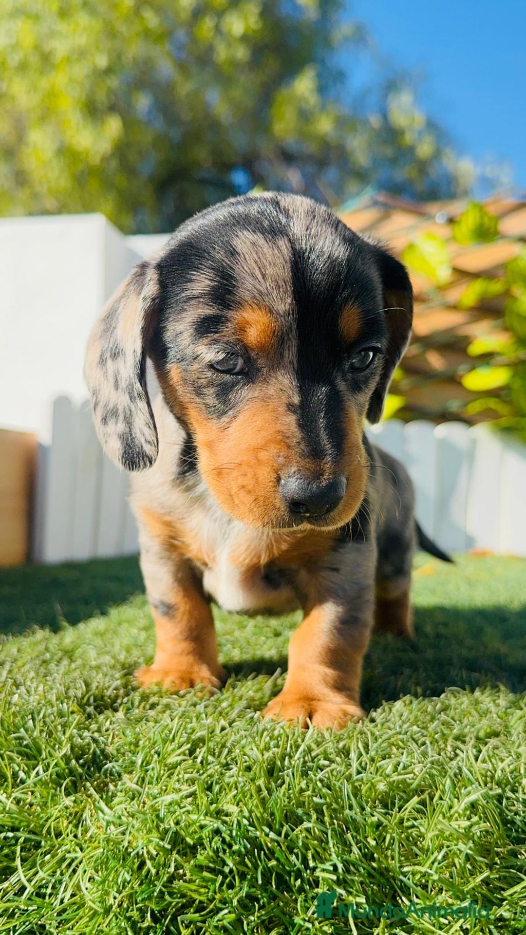 Teckel Miniatura perros en venta: TECKEL MINIATURA HEMBRA - Anuncio 16