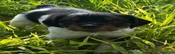 Épagneul Breton perros en venta: Epagneul bretón  - Anuncio 3