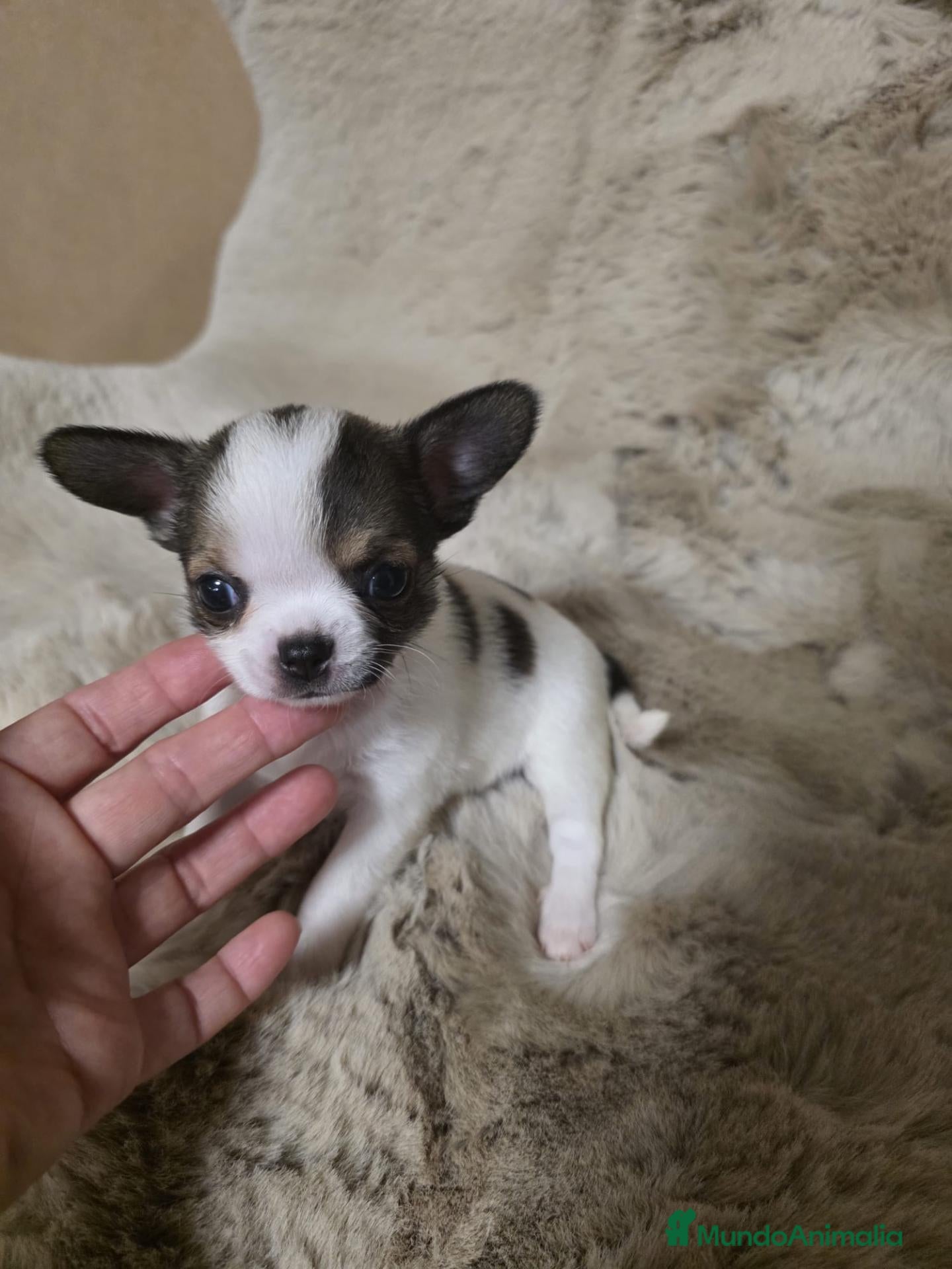 Chihuahua perros en venta: Macho chihuahua toy  - Anuncio 3