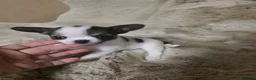Chihuahua perros en venta: Macho chihuahua toy  - Anuncio 1