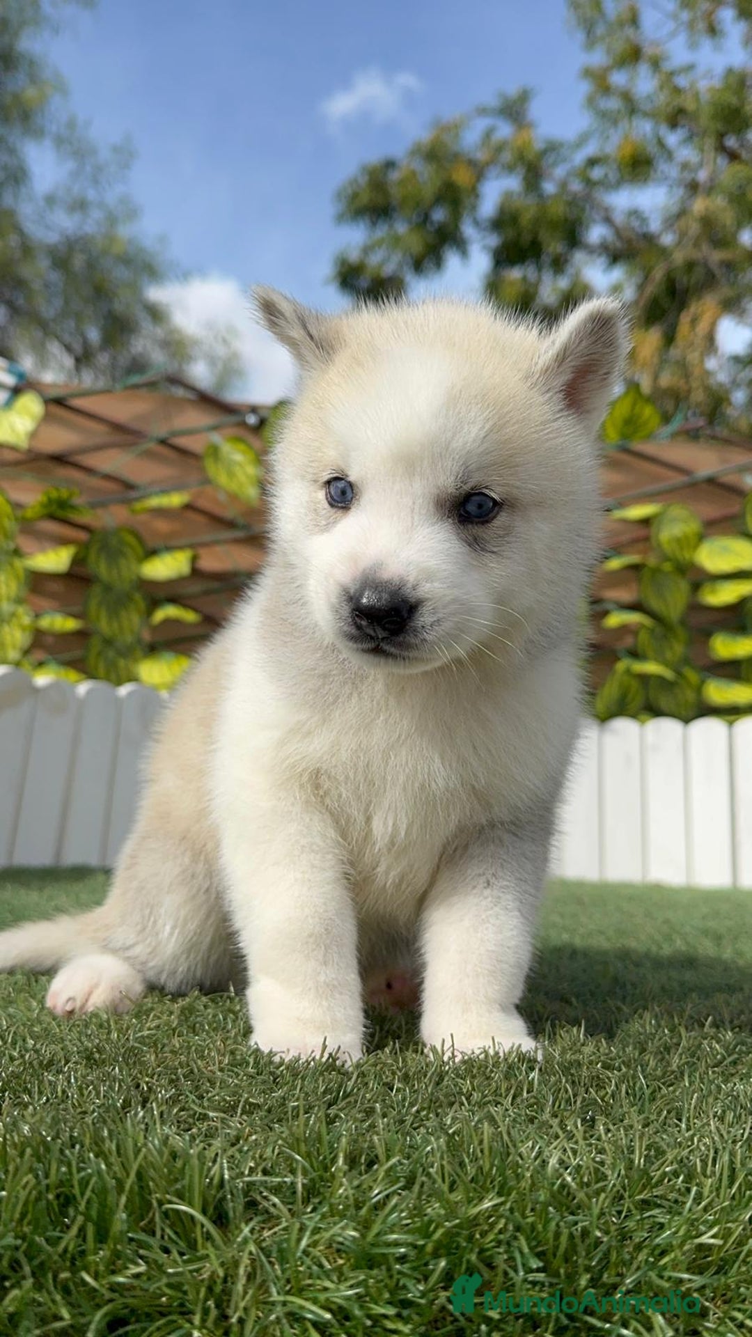 Husky Siberiano perros en venta: HUSKY SIBERIANO - Anuncio 23