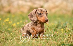 Teckel perros en venta: Cachorros de teckel arlequín disponibles - Imagen 7