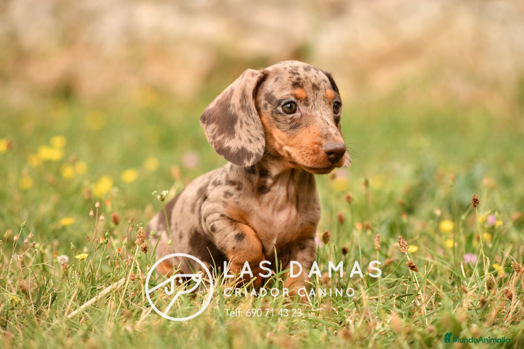 Teckel perros en venta: Cachorros de teckel arlequín disponibles - Imagen 7