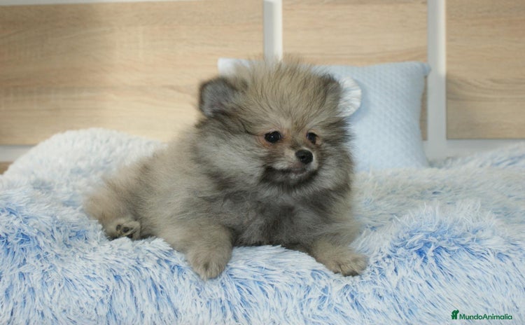 Pomerania perros - Anuncio 2