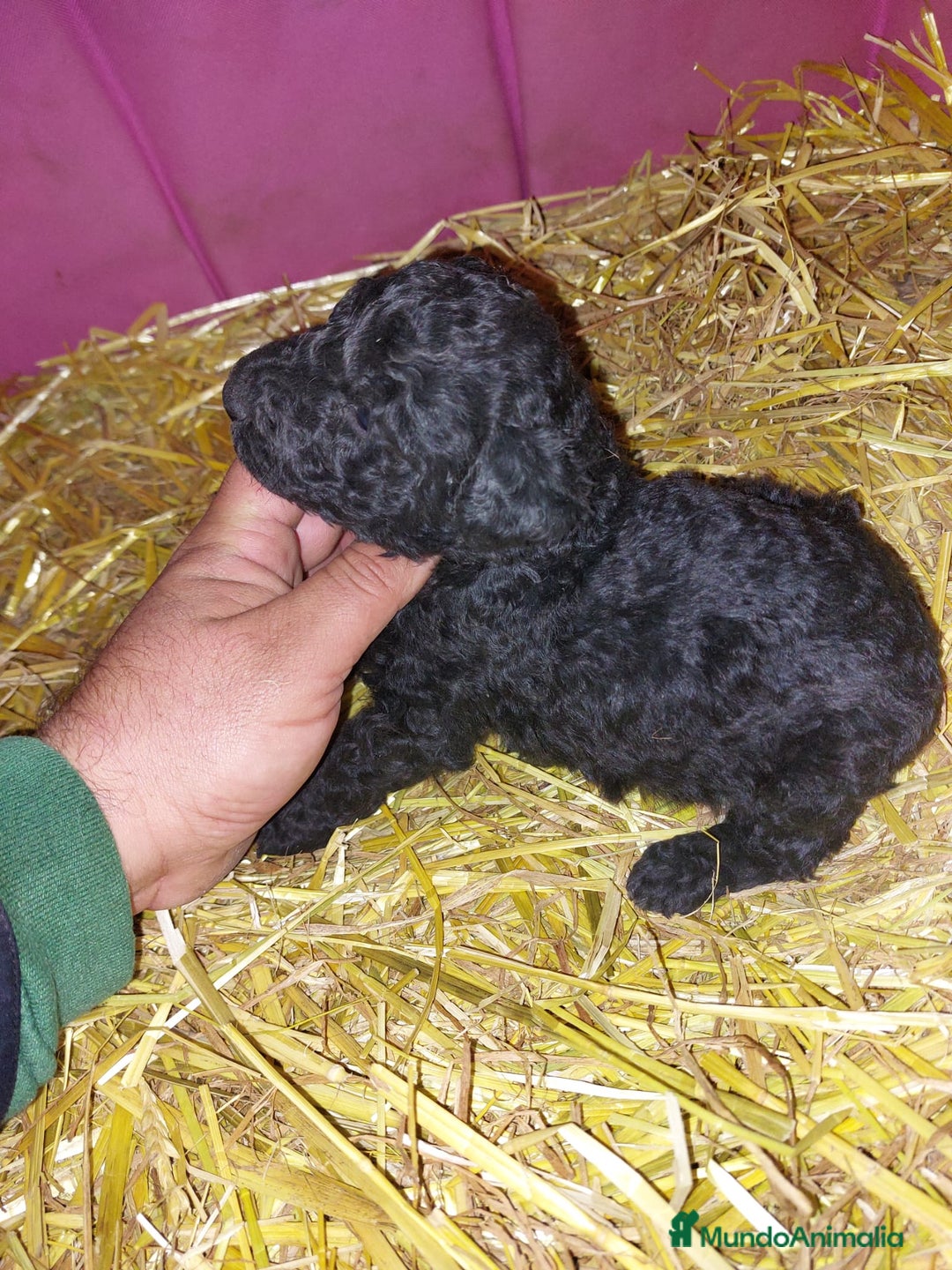 Perro de Agua Español perros en venta: Espectacular macho - Anuncio 3